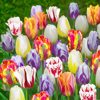 Flaming Beauties Tulip Mixture Seeds